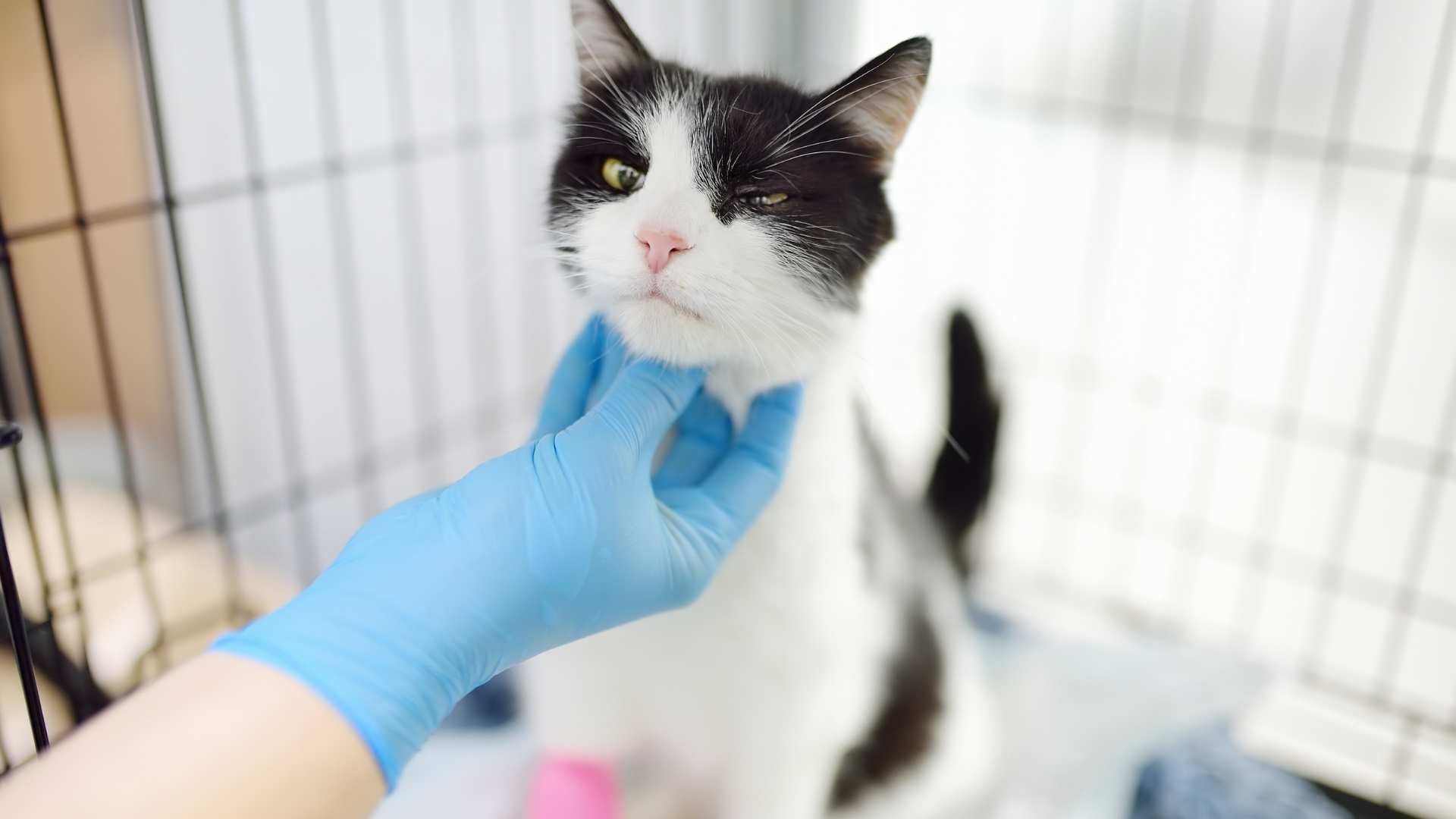 veterinario revisa el tiroides a un gato
